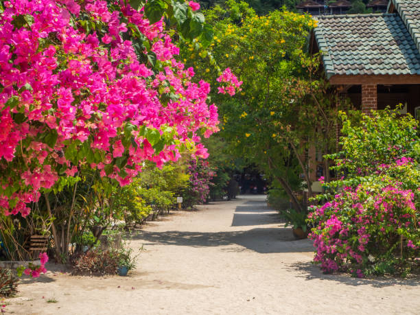 istock path surrounded by bushes with lots of red flowers 1187872614