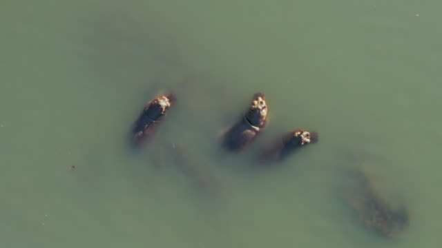 Straight down aerial view of four hippopotamus wallowing in a river, Zimbabwe