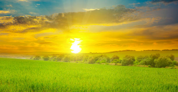 istock Green field, sunrise and blue sky. 1187877714