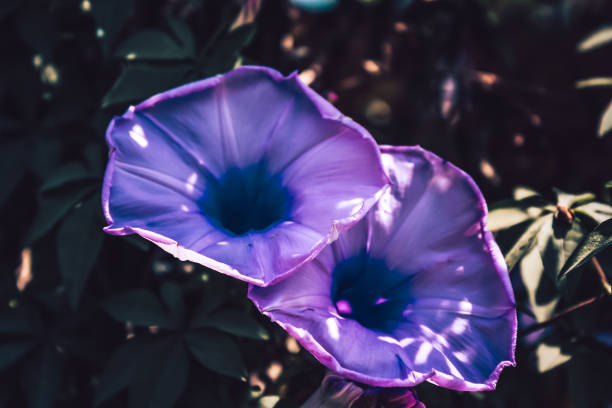 istock Colors of the nature 1187877834