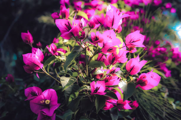 istock Colors of the nature 1187878202