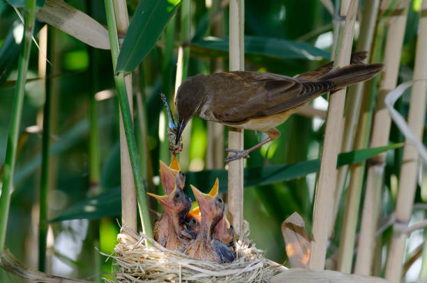 Great reed warbler at nest (Acrocephalus arundinaceus) Great reed warbler at nest (Acrocephalus arundinaceus) marsh warbler stock pictures, royalty-free photos & images