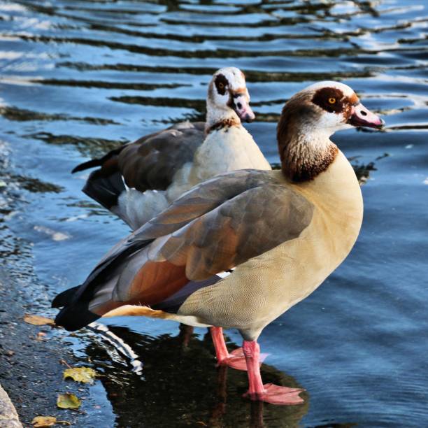istock A view of an Egyptian Goose 1187878679