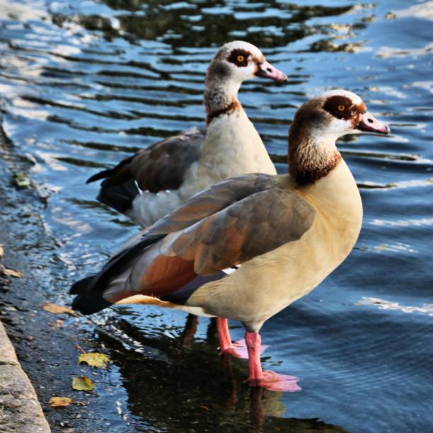 istock A view of an Egyptian Goose 1187878691