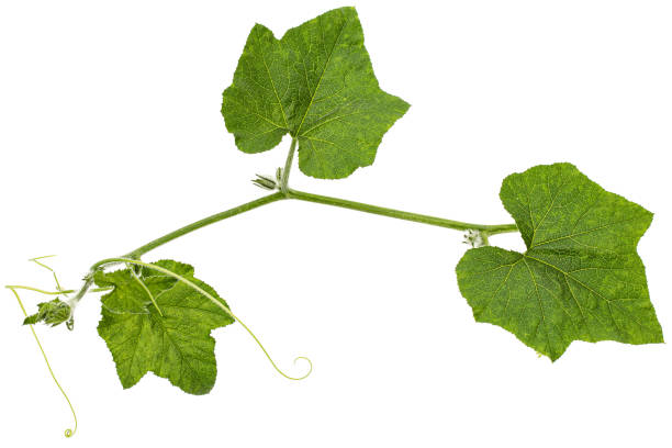 Cтоковое фото Зеленая листва тыквы, изолированная на белом фоне