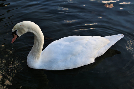 A view of a Mute Swan in London in November