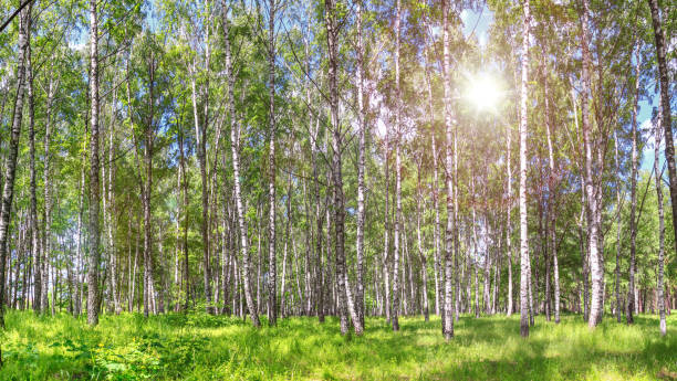 istock Birch grove on a sunny spring summer day 1187879732
