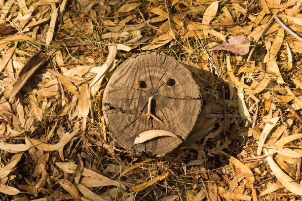 Tree stump with a sad face standing on a forest floor covered with dry fallen eucalyptus leaves and small sticks