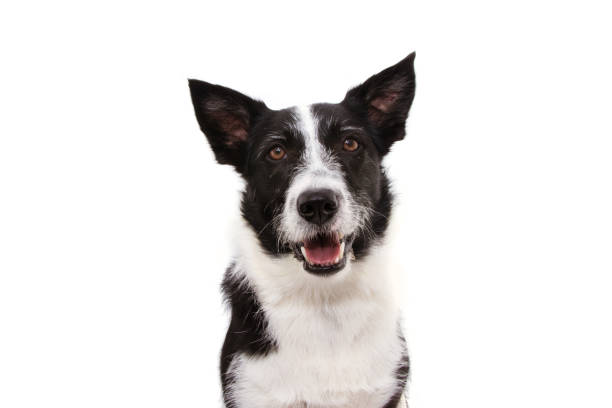 istock Portrait happy black border collie. Isolated on white background. 1187881195