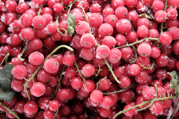frozen berries red currants covered with hoarfrost scattered on a slate dish.