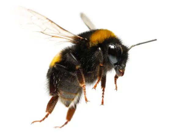 Photo of Flying bumblebee