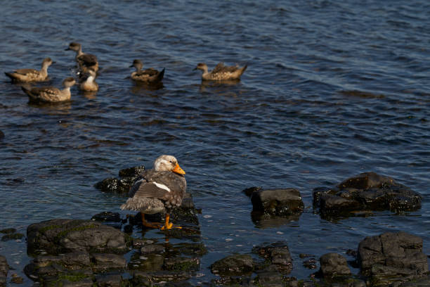 istock Falkland Steamer Duck 1187884822