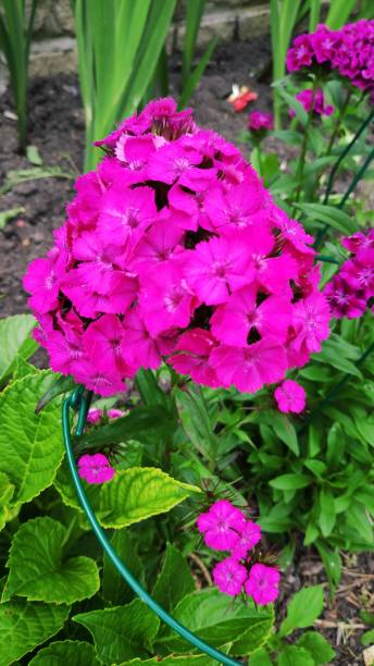 istock China Pink Flowers 1187886991