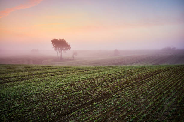istock Beautiful colorful misty dawn on a field 1187888953
