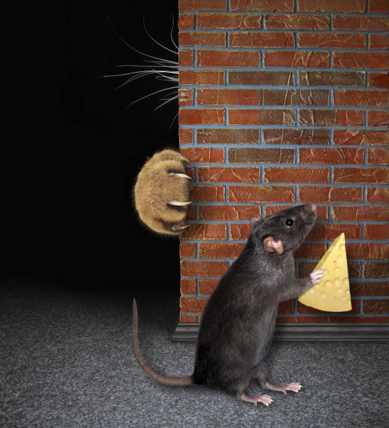 istock Rat with cheese hides from cat 1187889626