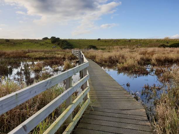 istock Marshland boardwalk with ponies in distance 1187890602