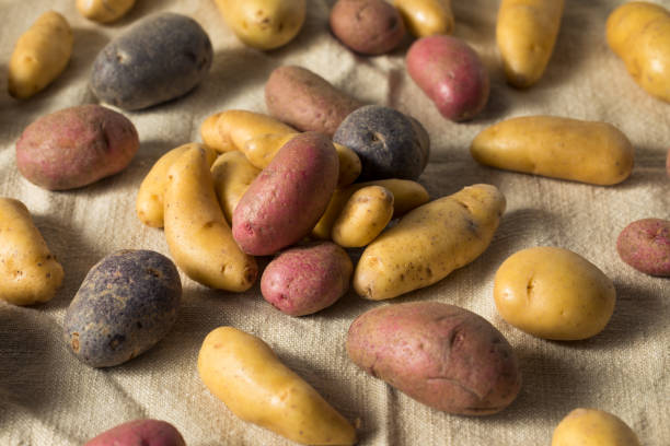 istock Raw Organic Fingerling Potatoes 1187891839