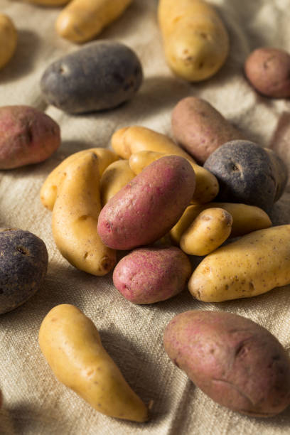 istock Raw Organic Fingerling Potatoes 1187891845
