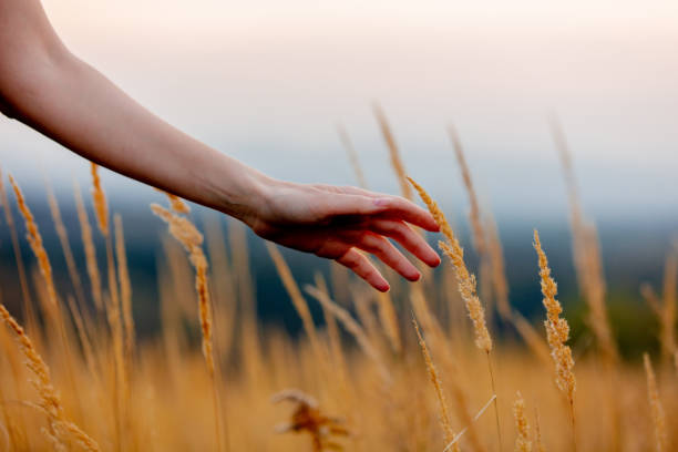 istock Female hand over yellow grass at countryside 1187892104