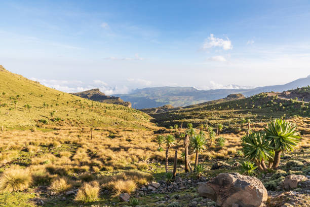 gigantyczna lobelia na zboczu wzgórza na etiopskich wyżynach - ethiopian highlands zdjęcia i obrazy z banku zdjęć