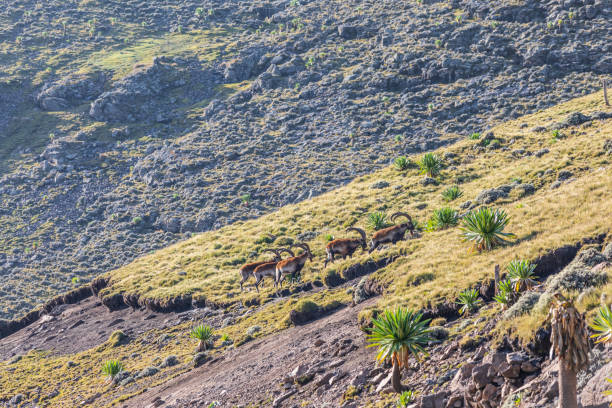 grupa walia ibex na etiopskich wyżynach - ethiopian highlands zdjęcia i obrazy z banku zdjęć