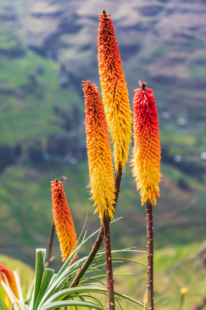 czerwone gorące pokerowe kwiaty na etiopskich wyżynach - ethiopian highlands zdjęcia i obrazy z banku zdjęć