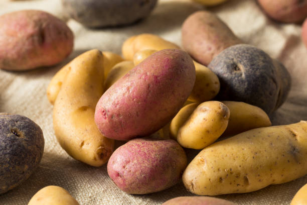 istock Raw Organic Fingerling Potatoes 1187893340