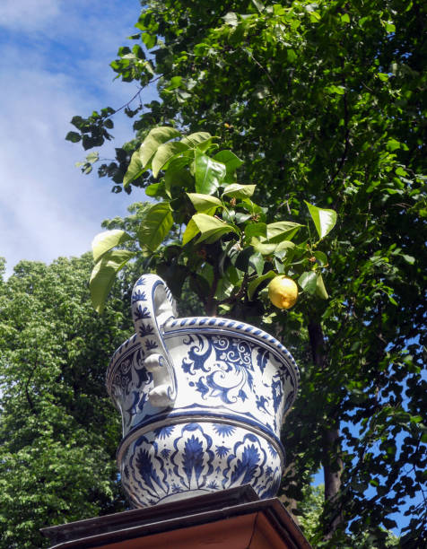 orange tree in pot and terracota vase with flowers, Tuscany, Italy