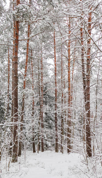 istock Snowy winter forest. Snow covered branches trees and bushes 1187894888