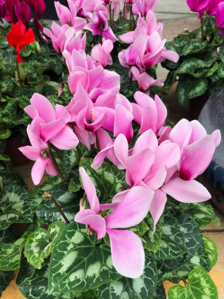 istock Pink Persian cyclamen flowers in bloom 1187895063