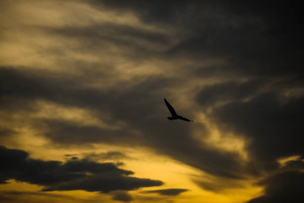 istock freedom and sunset and birds 1187895929
