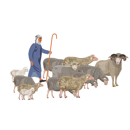 Shepherd with a flock of sheep. Vector illustration isolated on white background