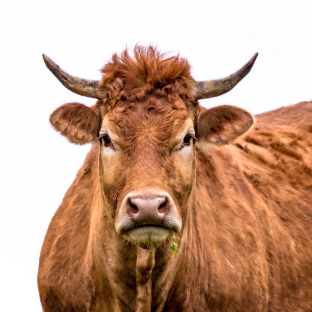 istock Funny cow portrait 1187898330