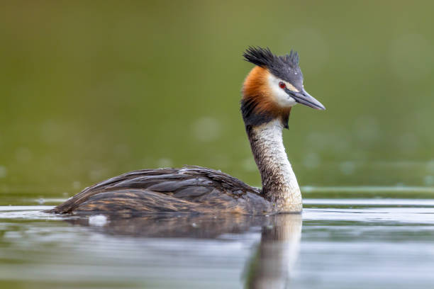 istock Great Crested Grebe waterfowl 1187898851