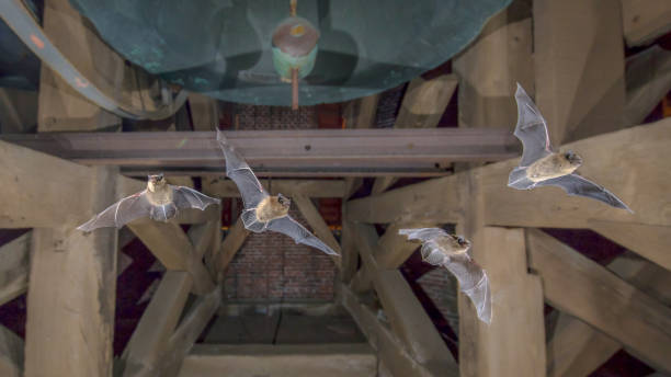 Four Flying pipistrelle bats in church tower Four Pipistrelle bats (Pipistrellus pipistrellus) flying in church tower echolocation photos stock pictures, royalty-free photos & images