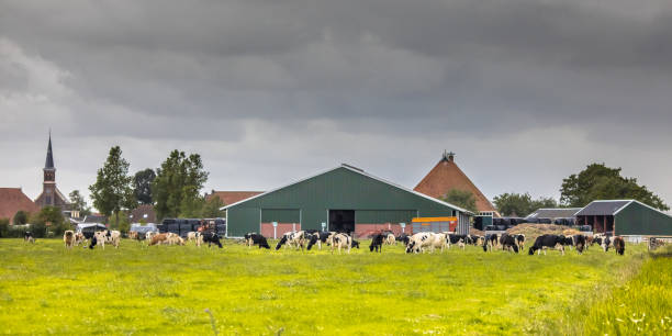 Dairy farm on dutch countryside with frisian holstein cows on foreground
