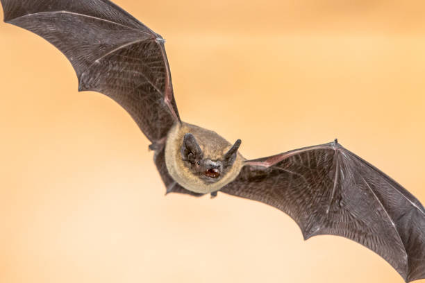 istock Flying Pipistrelle bat on brown background 1187899130