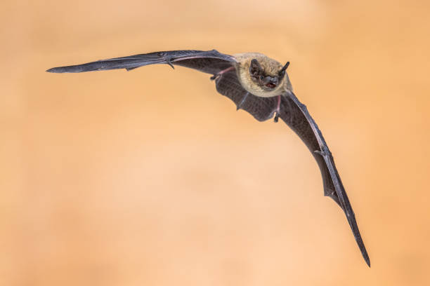 istock Flying Pipistrelle bat on brown background 1187899147