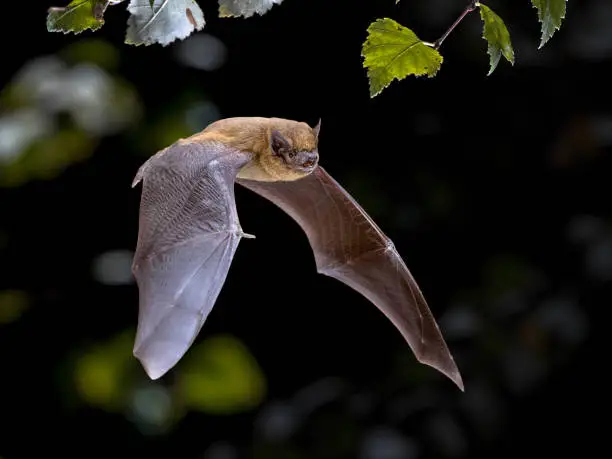 Flying Pipistrelle bat (Pipistrellus pipistrellus) action shot of hunting animal in natural forest background. This species is know for roosting and living in urban areas in Europe and Asia.