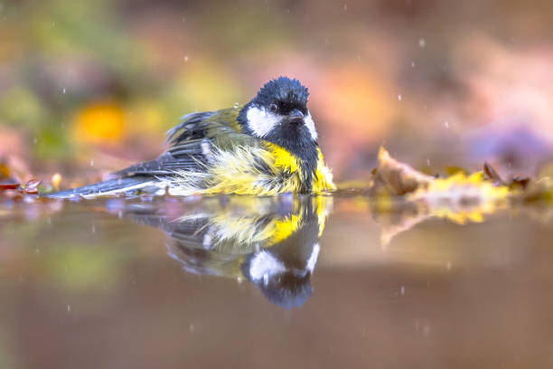 tuin vogel grote tit bad - bird water bath garden stockfoto's en -beelden