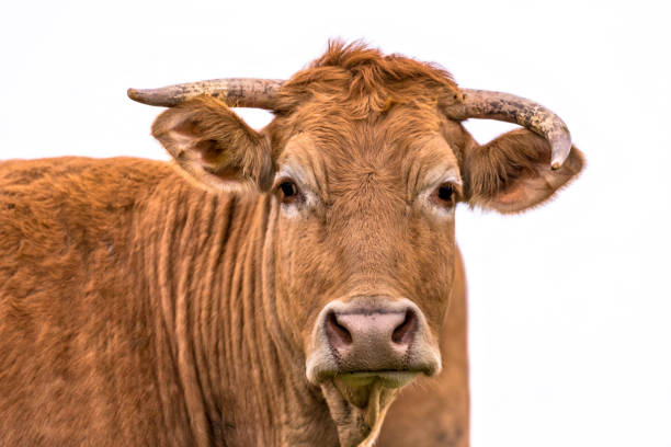 istock Funny cow portrait 1187899241