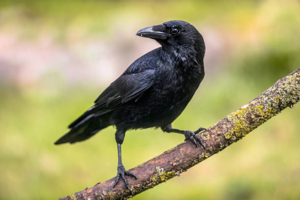 istock Carrion crow on branch 1187899781