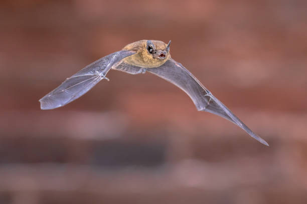 istock Flying Pipistrelle bat isolated on brick wall 1187900173