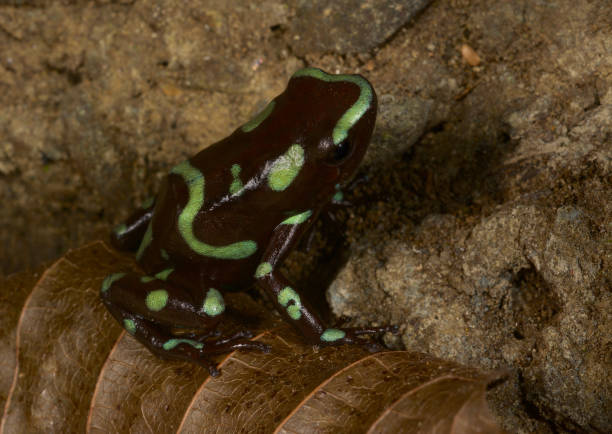 istock Green and black poison dart frog 1187904190