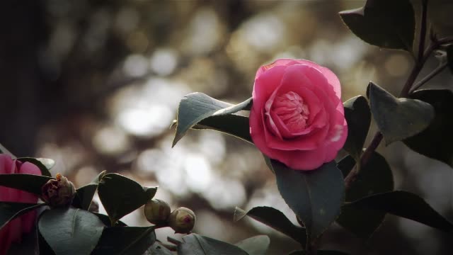 Wild Pink Rose Flower.