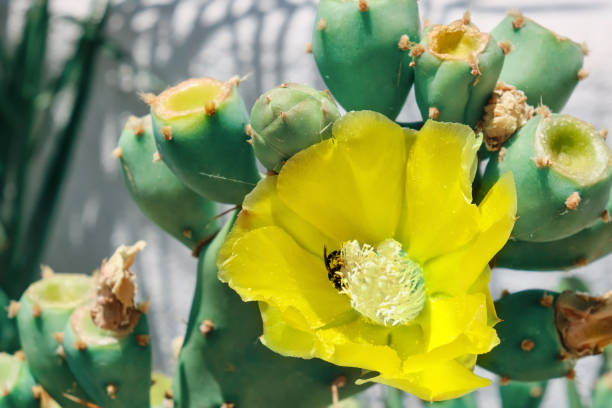 пчела опыляет цветы кактуса opuntia, крупным планом. - безпозвоночное стоковые фото и изображения