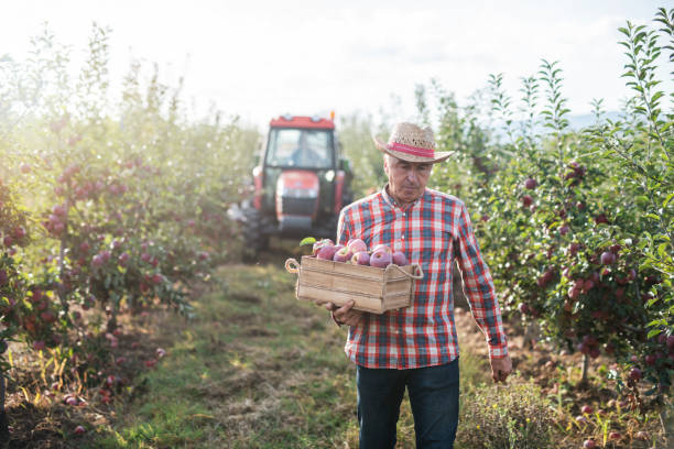 istock Senior farmer harvesting apples in orchard. 1187911079