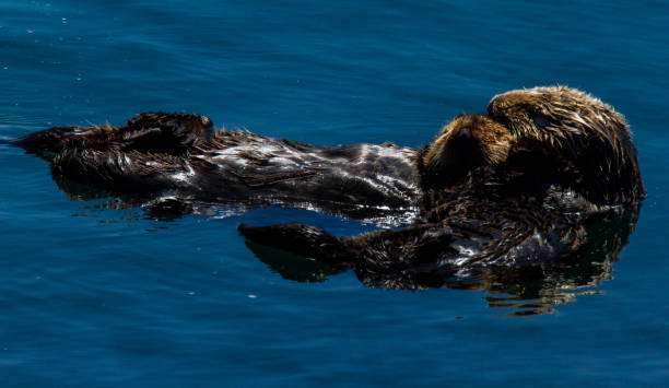 istock Sea otter with baby 1187912231