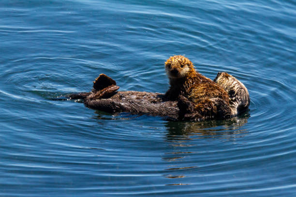 istock Sea Otter baby posing 1187913237