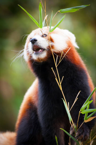 Red panda bear, Ailurus fulgens, in his natural habitat. Beautiful Red panda or lesser panda, sitting between the trees, feeding from the green bamboo leaves. Red panda bear, Ailurus fulgens, in his natural habitat. red panda small panda raccoon family stock pictures, royalty-free photos & images